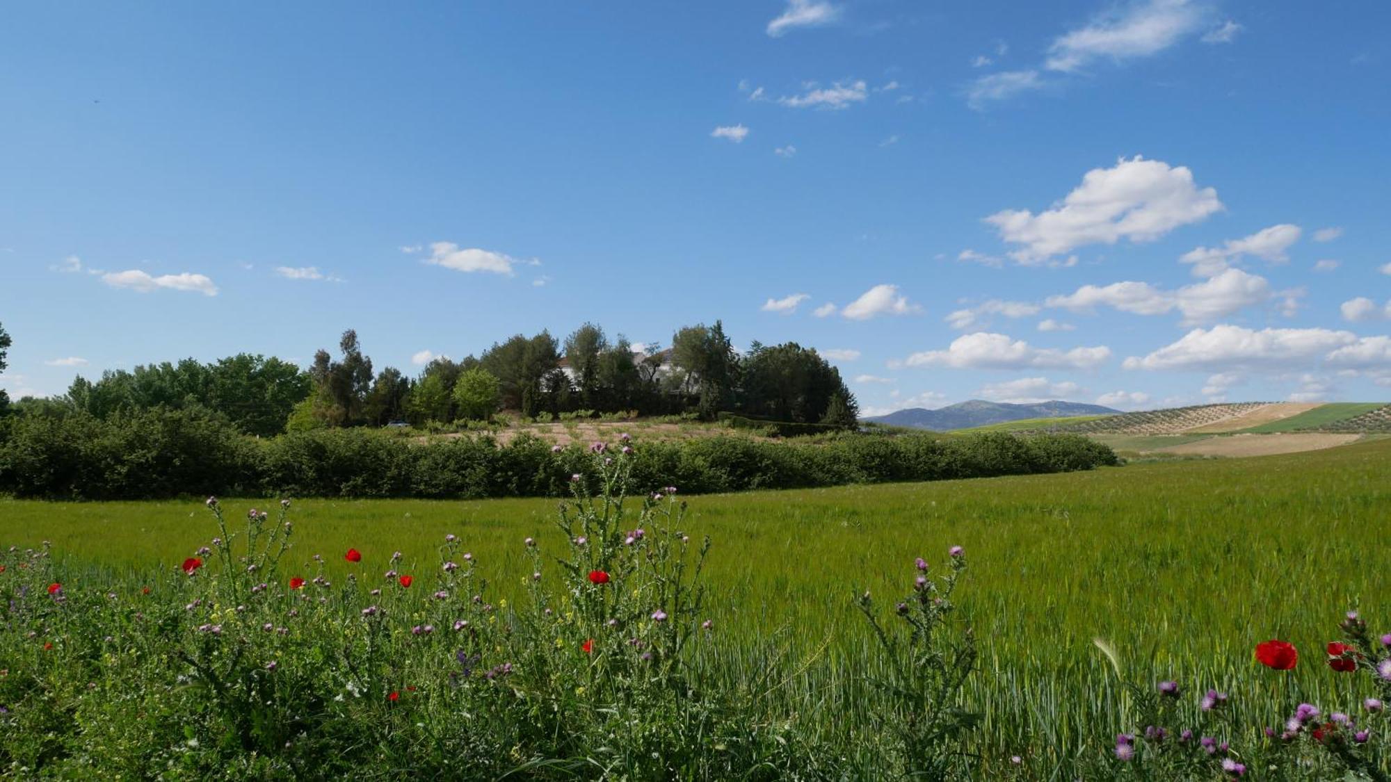 Cortijo La Gineta ξενώνας Alcala La Real Εξωτερικό φωτογραφία